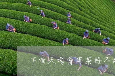 下雨天喝普洱茶好不好/2023092648472