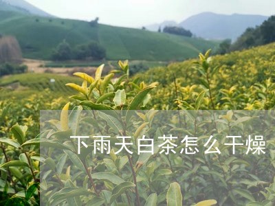 下雨天白茶怎么干燥/2023071466230