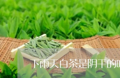 下雨天白茶是阴干的吗/2023092693937