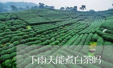 下雨天能煮白茶吗/2023061493595