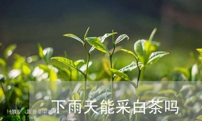 下雨天能采白茶吗/2023061417273