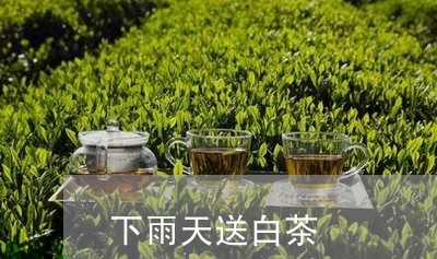 下雨天送白茶/2023051215159