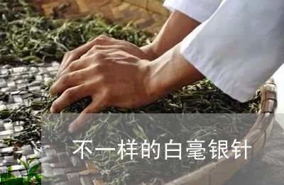 不一样的白毫银针/2023061487049