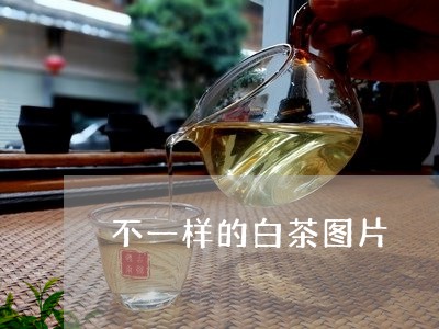 不一样的白茶图片/2023061495037