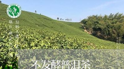 不发酵普洱茶/2023091336249