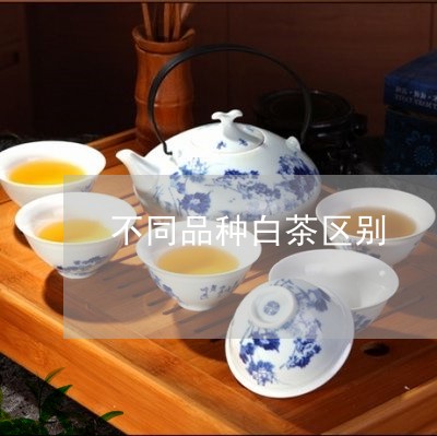 不同品种白茶区别/2023061414870