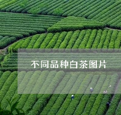 不同品种白茶图片/2023061482826