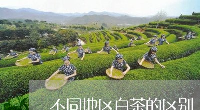 不同地区白茶的区别/2023121604030