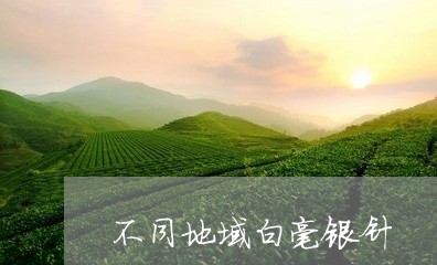 不同地域白毫银针/2023090703827