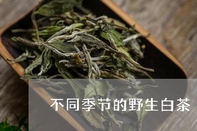 不同季节的野生白茶/2023081188360