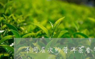 不同层次的普洱茶香气相同吗/2023082816847