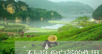 不同年份白茶的作用/2023071428382