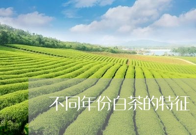 不同年份白茶的特征/2023121571835