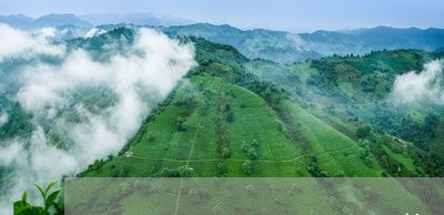 不同时期普洱茶的棉纸/2023093024706