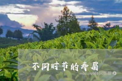 不同时节的寿眉/2023112591514