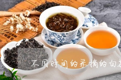 不同时间的采摘的白茶/2023092636159