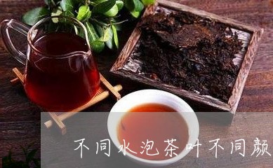 不同水泡茶叶不同颜色/2023092283725