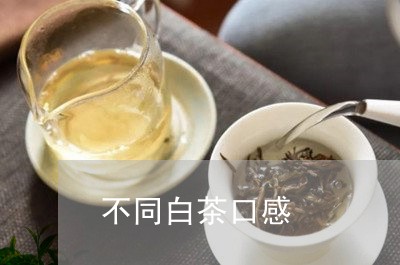 不同白茶口感/2023051273926