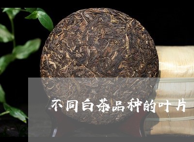 不同白茶品种的叶片/2023071438160