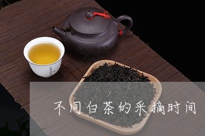 不同白茶的采摘时间/2023071426949