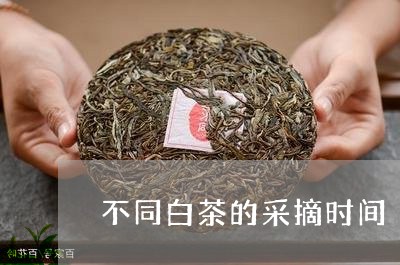 不同白茶的采摘时间/2023121628460