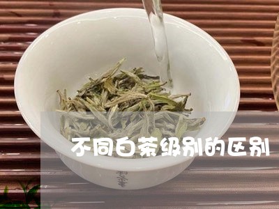 不同白茶级别的区别/2023121637383