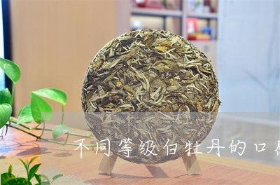 不同等级白牡丹的口感/2023120927059