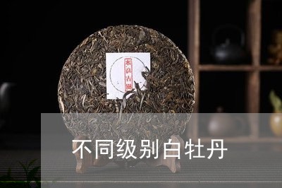 不同级别白牡丹/2023112321594