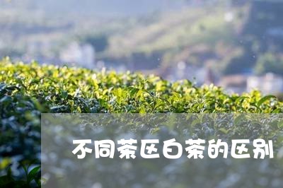 不同茶区白茶的区别/2023073017158