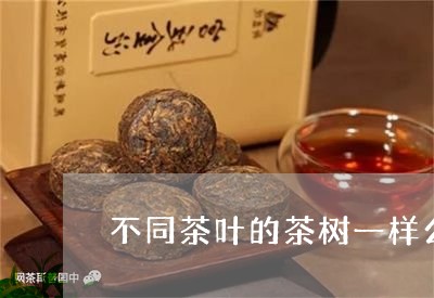 不同茶叶的茶树一样么/2023092236268