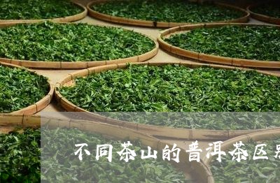 不同茶山的普洱茶区别大吗/2023112436148