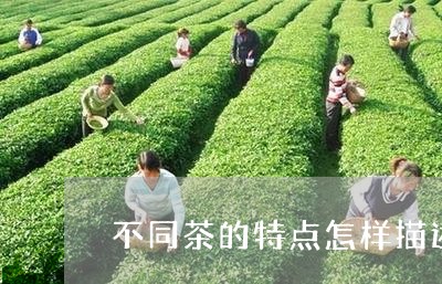 不同茶的特点怎样描述茶的味道/2023053138484