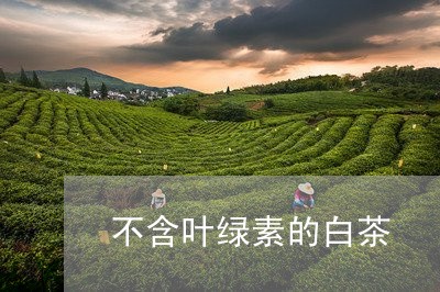 不含叶绿素的白茶/2023061466499