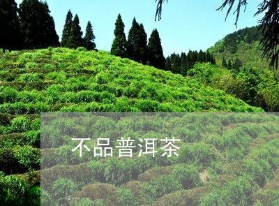 不品普洱茶/2023102540693