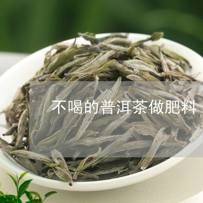 不喝的普洱茶做肥料/2023120585371