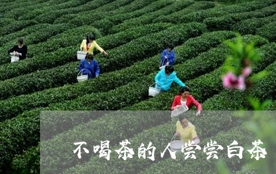 不喝茶的人尝尝白茶/2023071438380