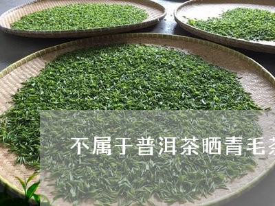 不属于普洱茶晒青毛茶/2023092808272