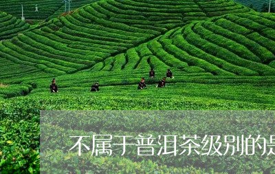 不属于普洱茶级别的是哪一个/2023082871593