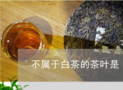 不属于白茶的茶叶是/2023121579251