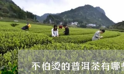 不怕烫的普洱茶有哪些/2023062397451