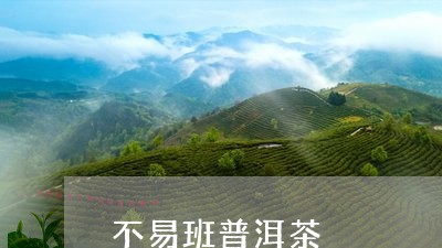 不易班普洱茶/2023042870190