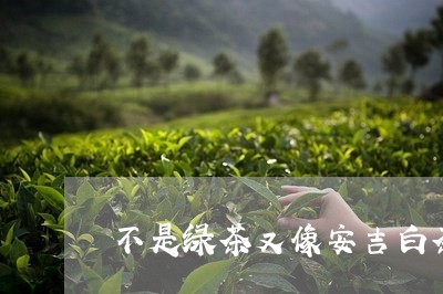 不是绿茶又像安吉白茶/2023092648373