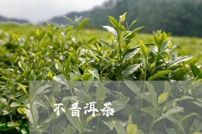 不普洱茶/2023083158472