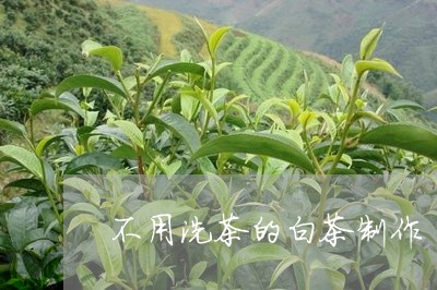 不用洗茶的白茶制作/2023071452525