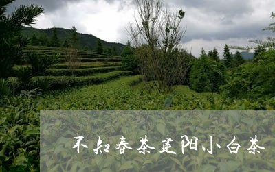 不知春茶建阳小白茶/2023081102037