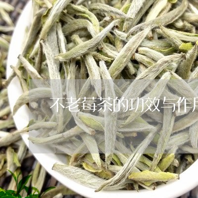 不老莓茶的功效与作用及食用方法/2023060283625