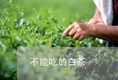 不能吃的白茶/2023051221723