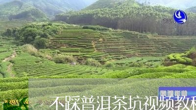 不踩普洱茶坑视频教程/2023092714026