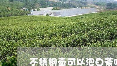 不锈钢壶可以泡白茶吗/2023092648471