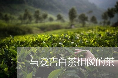 与安吉白茶相像的茶/2023071432917